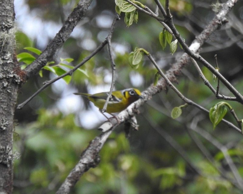 Black-eared Shrike-Babbler - ML618414113