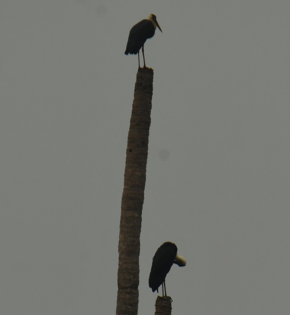 Asian Woolly-necked Stork - ML618414128