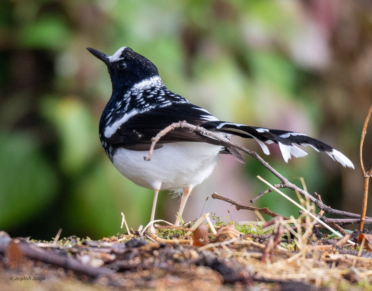 Spotted Forktail - ML618414158