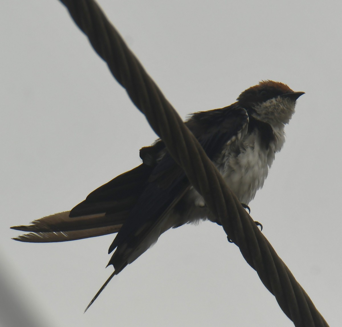 Wire-tailed Swallow - ML618414183