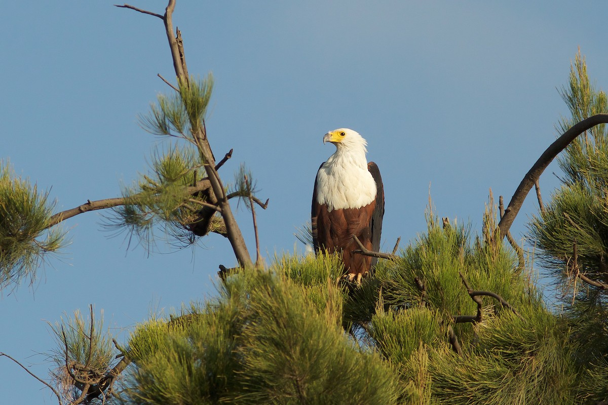 African Fish-Eagle - ML618414187
