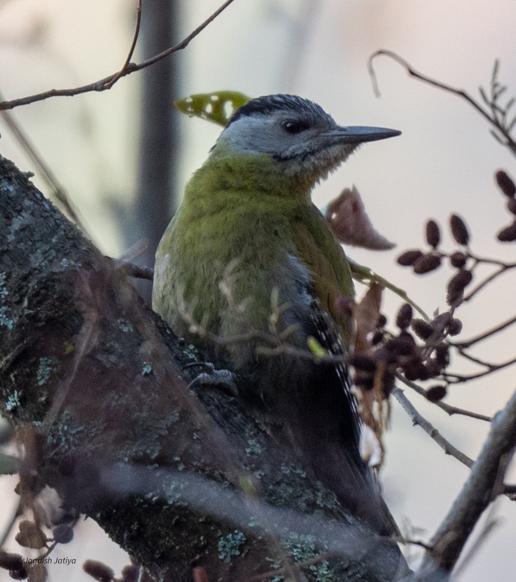 Gray-headed Woodpecker - ML618414246