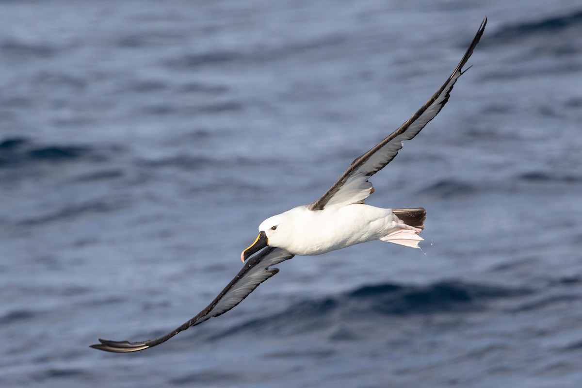 Indian Yellow-nosed Albatross - ML618414257