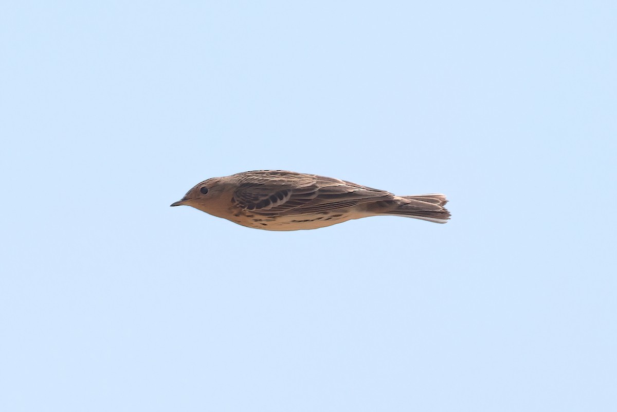 Red-throated Pipit - ML618414258