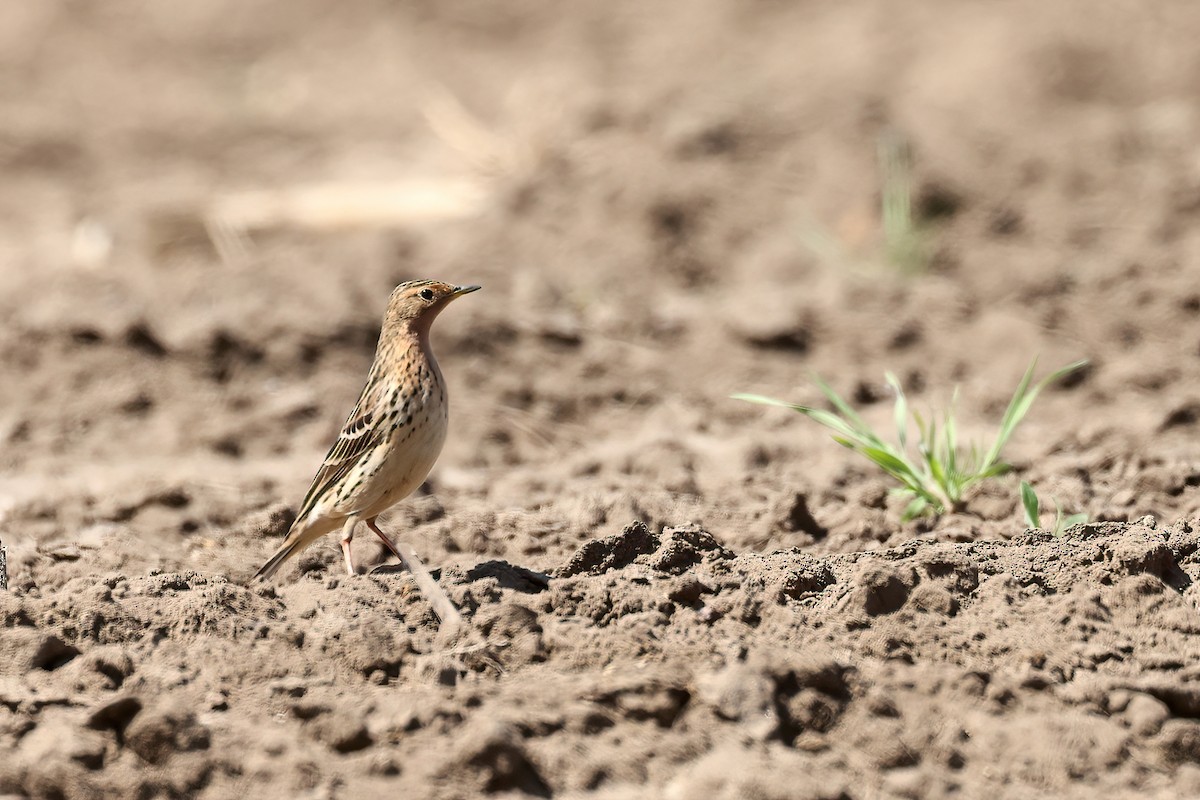 Red-throated Pipit - ML618414259