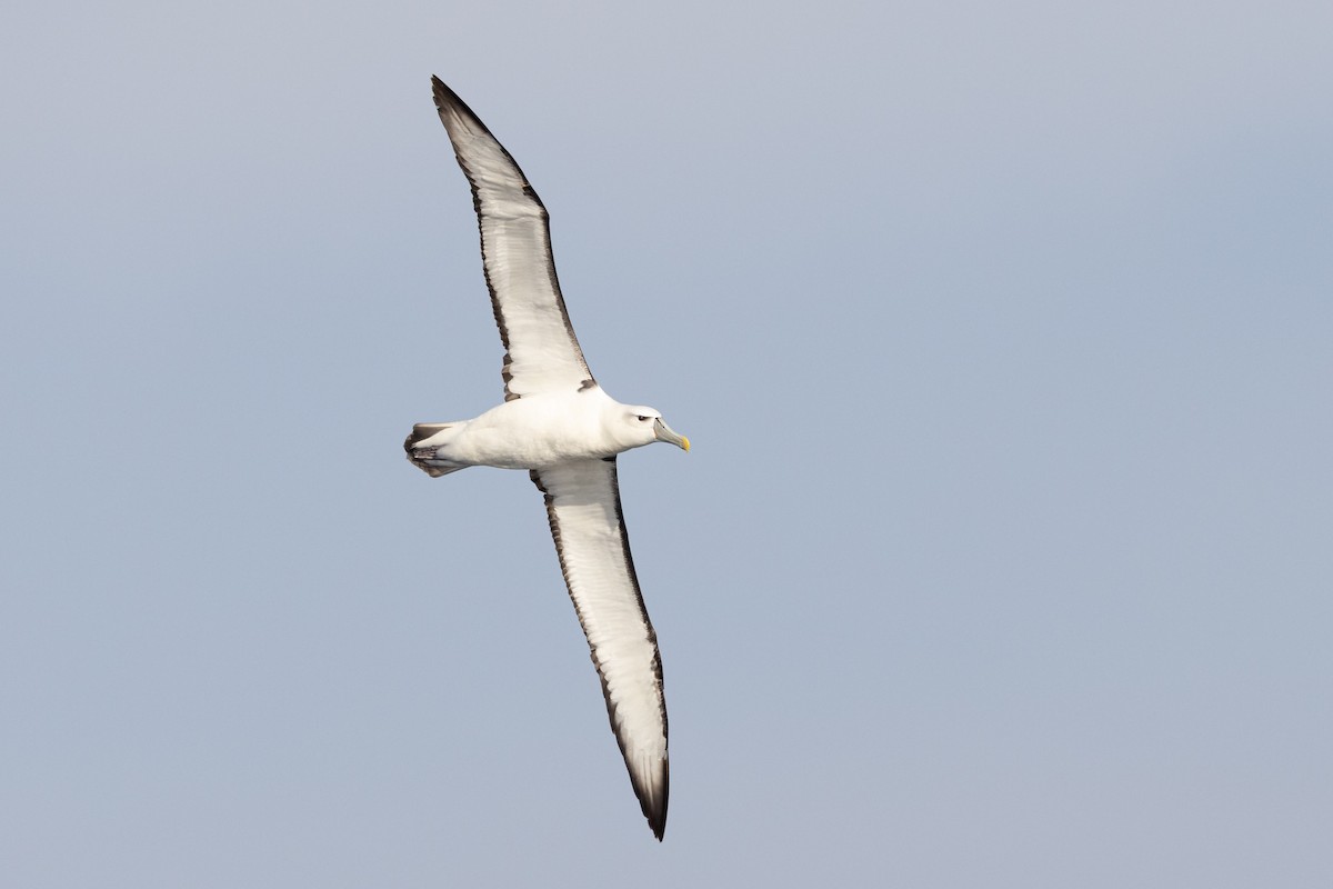 White-capped Albatross - ML618414283