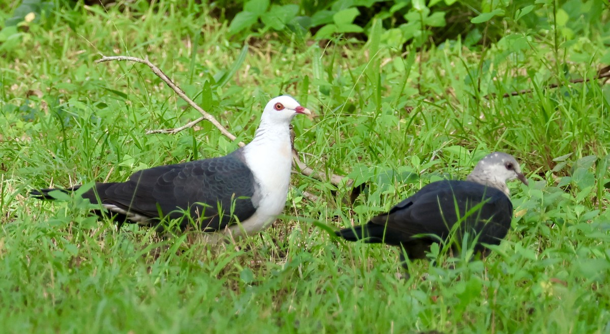 White-headed Pigeon - ML618414287