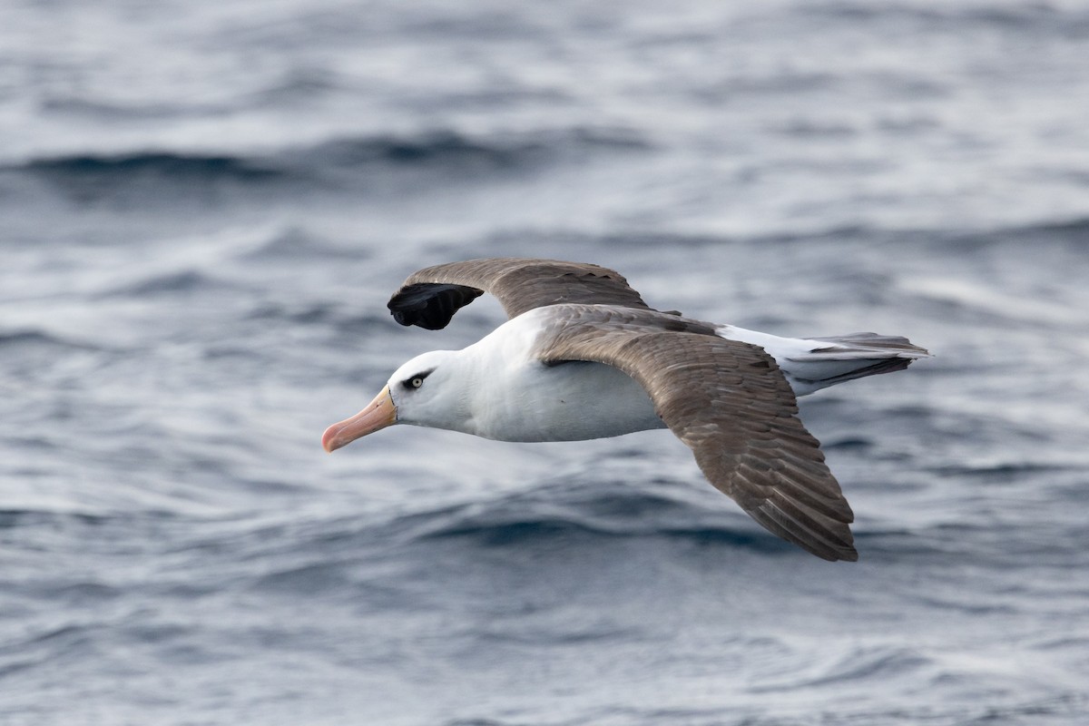 albatros černobrvý (ssp. impavida) - ML618414309