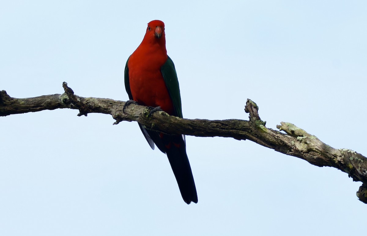 Australian King-Parrot - ML618414310