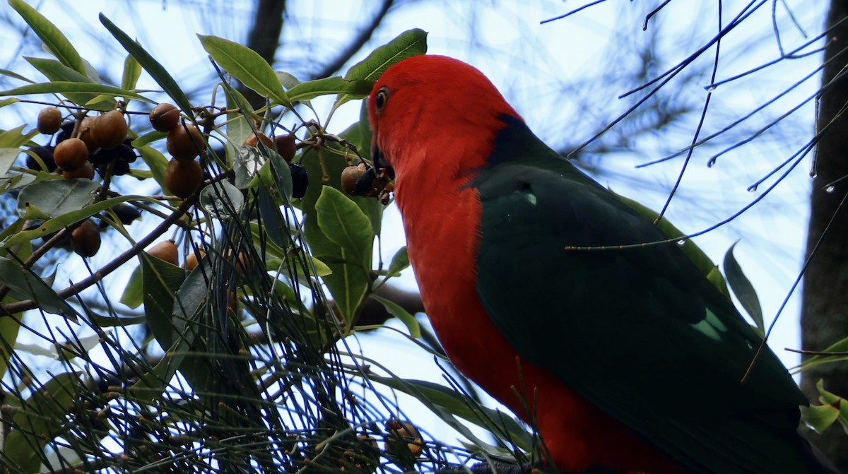 Australian King-Parrot - ML618414311