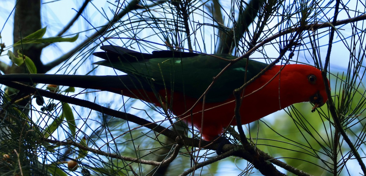 Australian King-Parrot - ML618414312