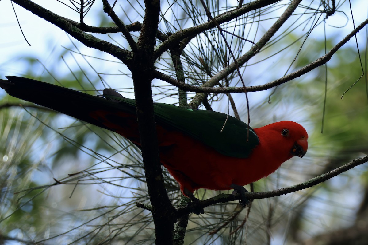 Australian King-Parrot - ML618414313