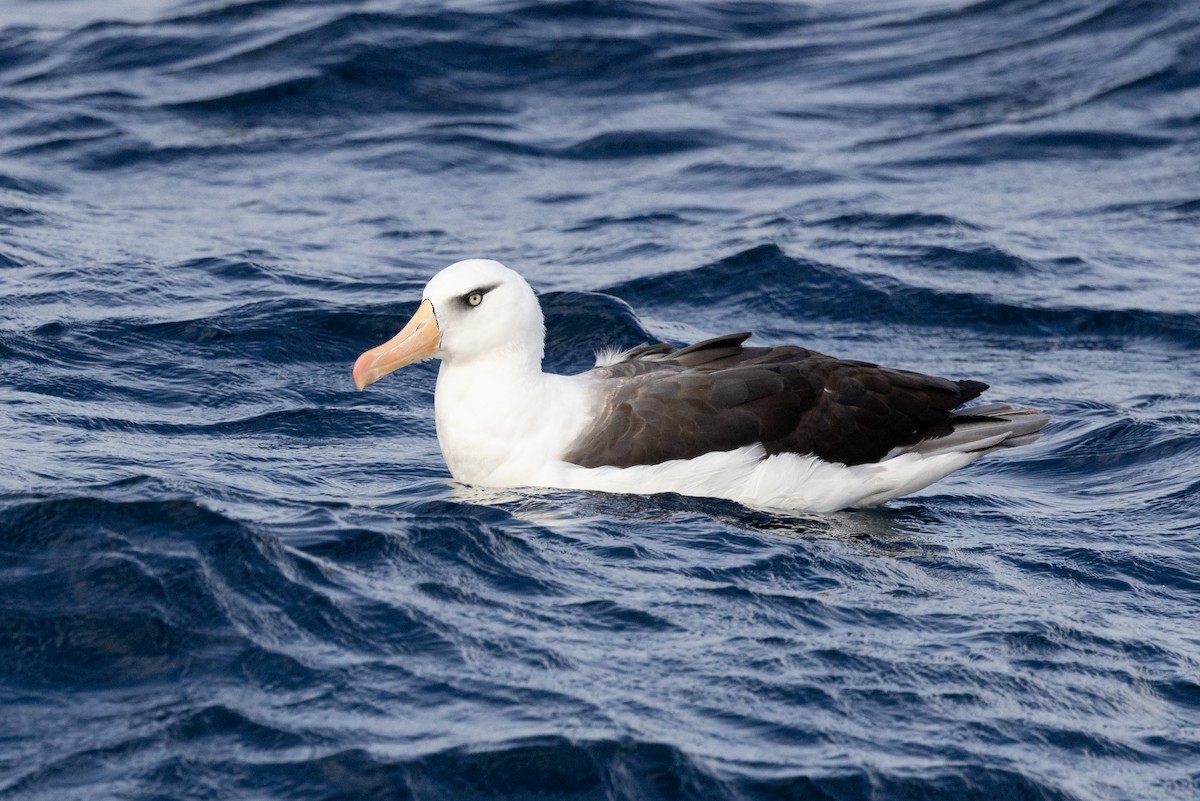 Чернобровый альбатрос (impavida) - ML618414318