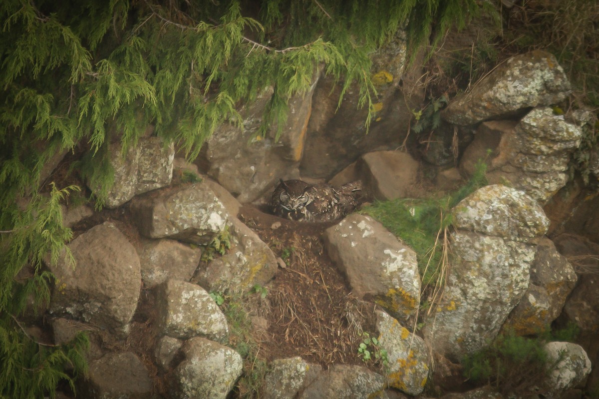 Cape Eagle-Owl (Northern) - ML618414353