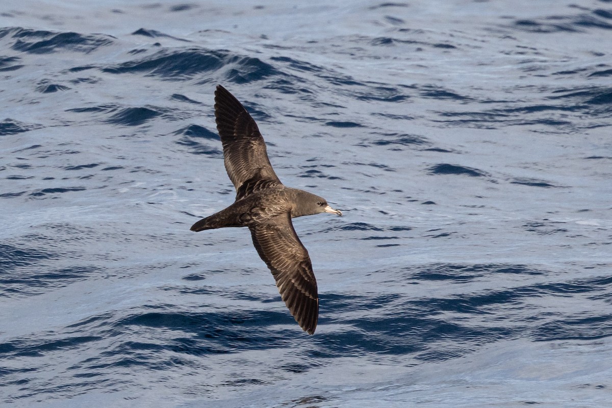 Flesh-footed Shearwater - ML618414369