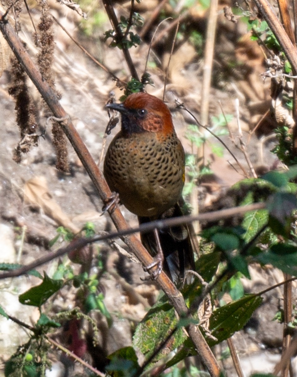 Chestnut-crowned Laughingthrush - ML618414386