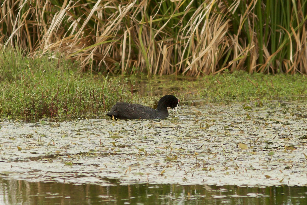 Red-knobbed Coot - ML618414390