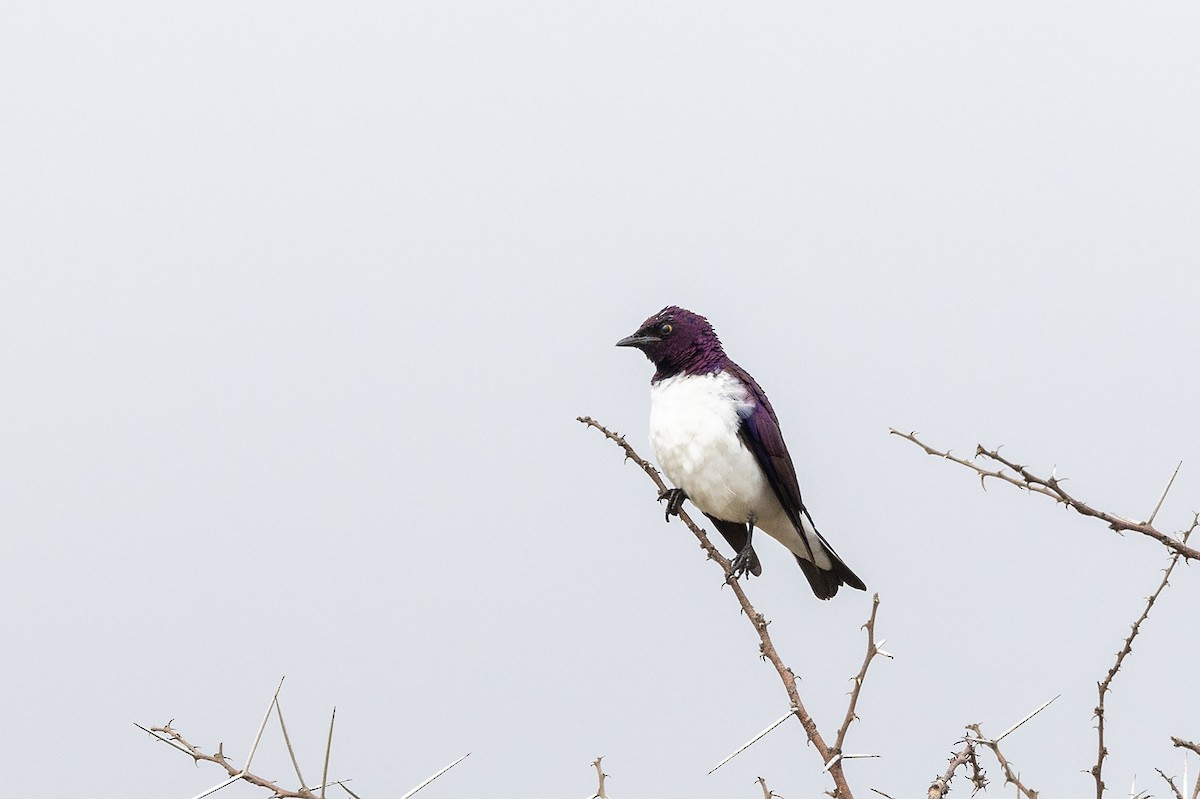 Violet-backed Starling - ML618414413