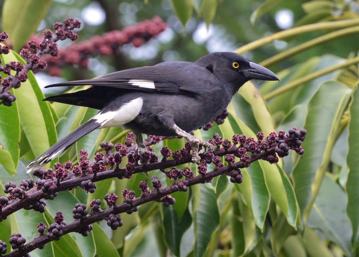 Pied Currawong - ML618414442