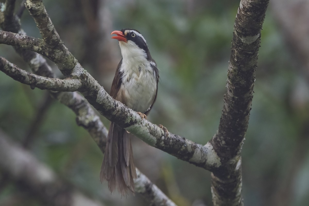 Brown-crowned Scimitar-Babbler - Ngoc Sam Thuong Dang