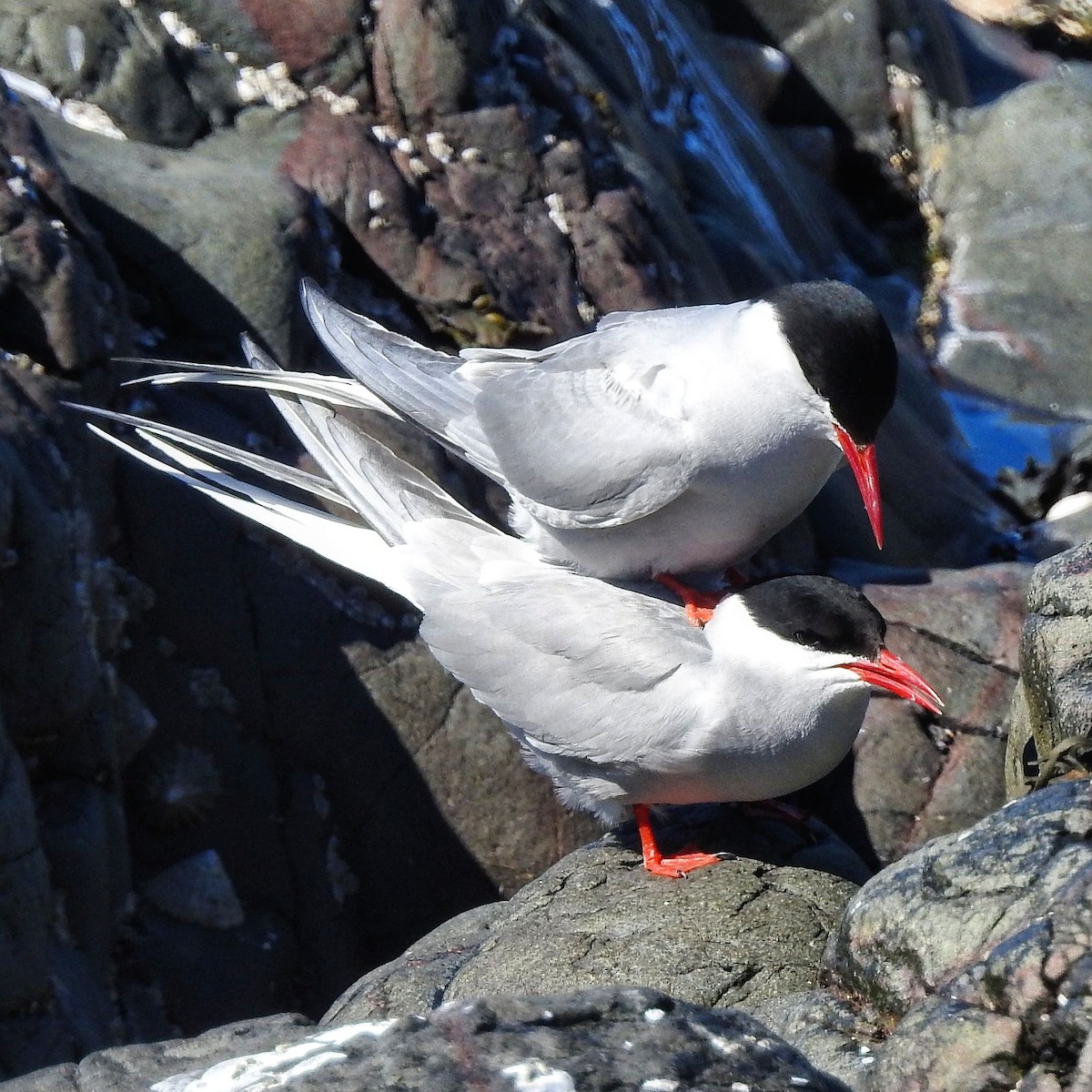 Arctic Tern - ML618414455