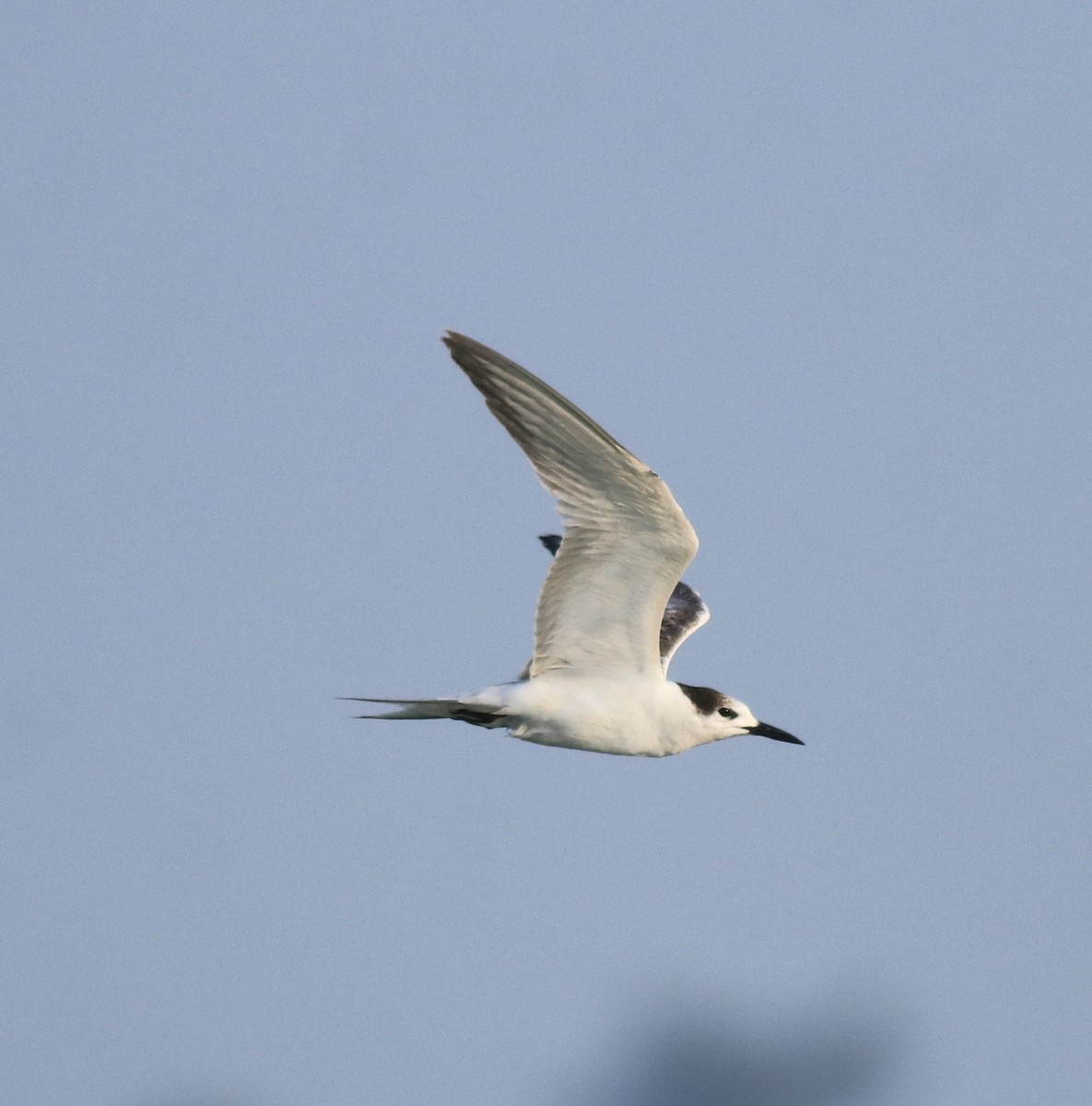 Common Tern - ML618414478