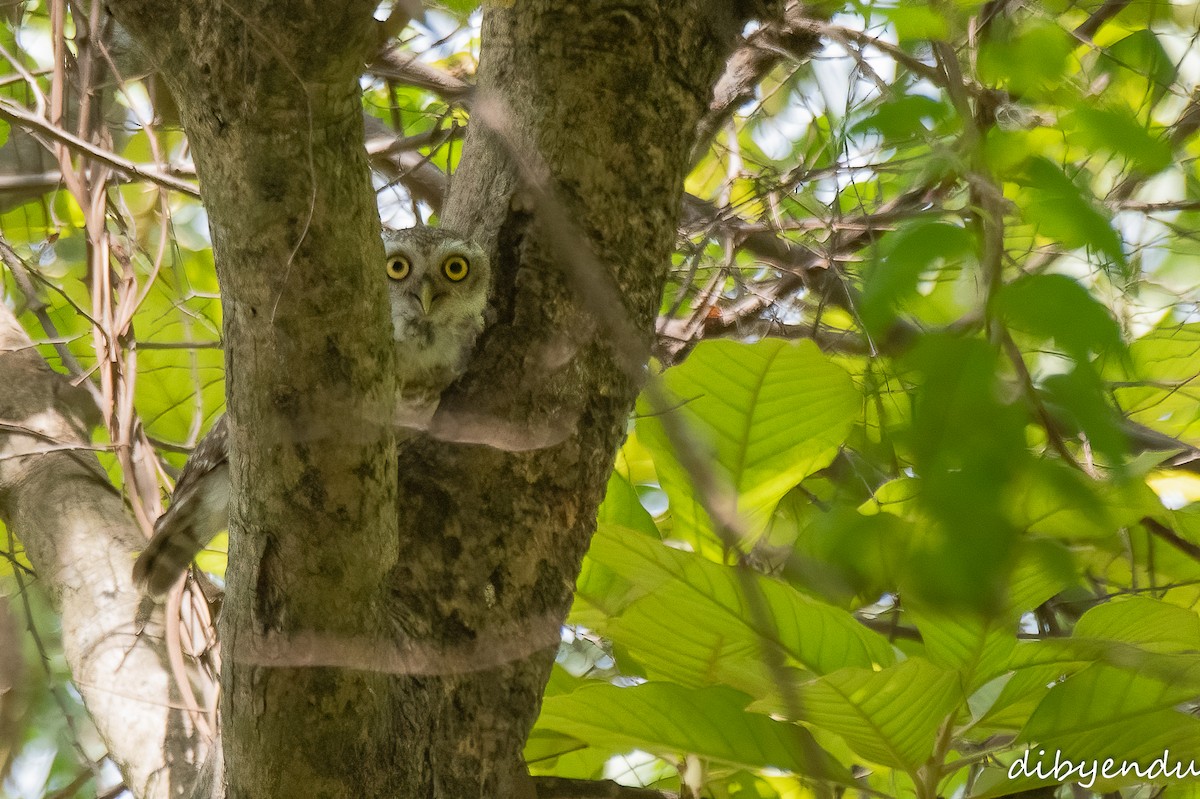 Spotted Owlet - ML618414481
