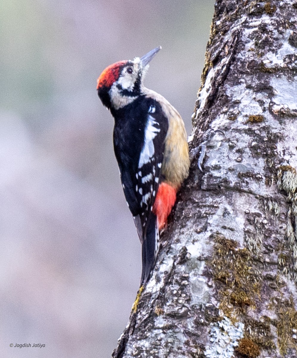 Himalayan Woodpecker - Jagdish Jatiya