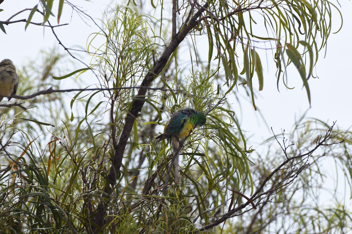 Red-rumped Parrot - ML618414493
