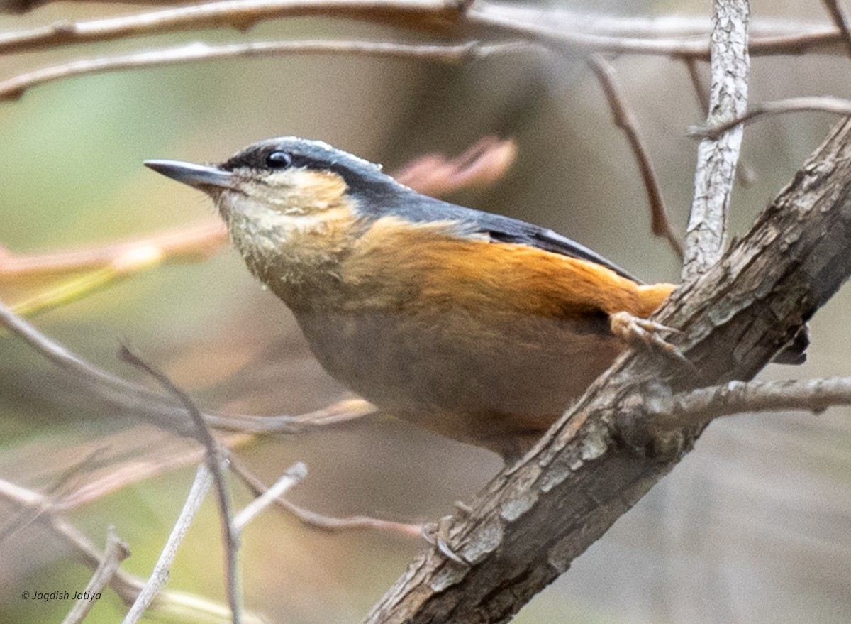 White-tailed Nuthatch - ML618414545