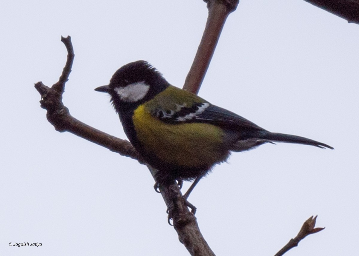 Green-backed Tit - ML618414554