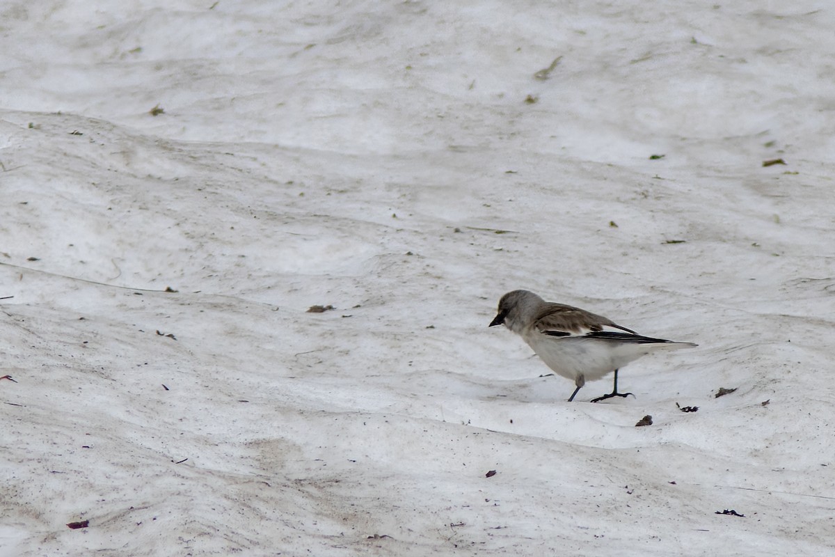 White-winged Snowfinch - ML618414597