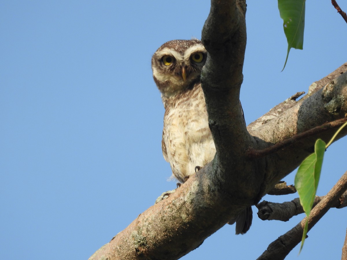 Spotted Owlet - ML618414613