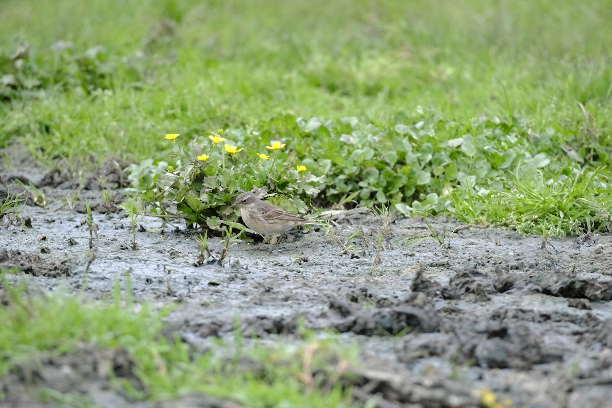 Water Pipit - ML618414615