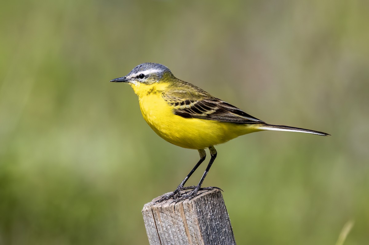 Western Yellow Wagtail - Michael Ortner