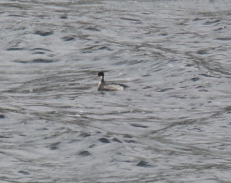Silvery Grebe (Andean) - ML618414697
