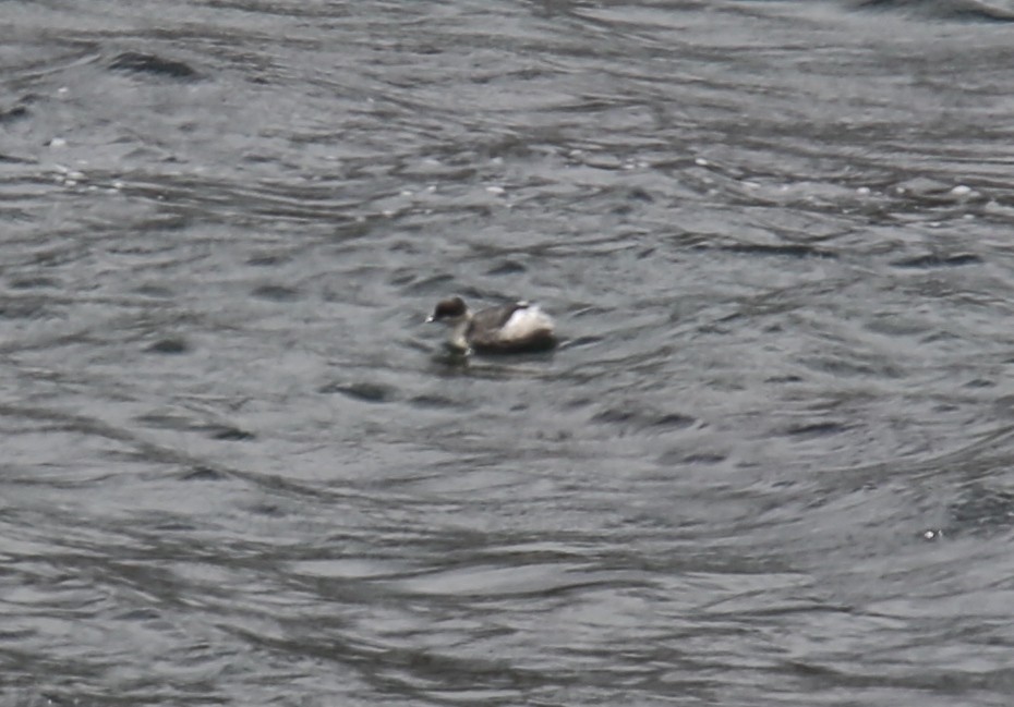 Silvery Grebe (Andean) - ML618414698