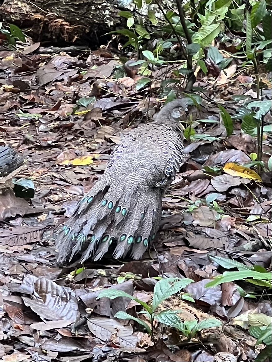Gray Peacock-Pheasant - ML618414749