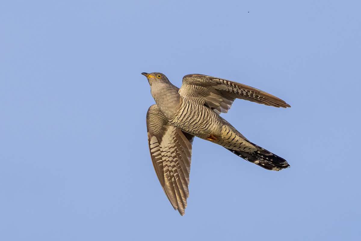 Common Cuckoo - ML618414756