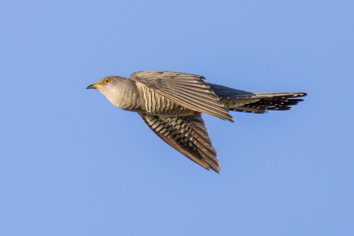 Common Cuckoo - ML618414757