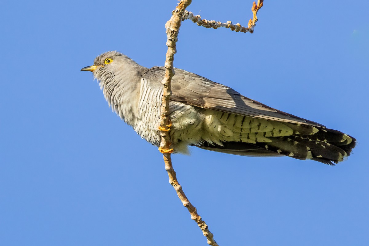 Common Cuckoo - ML618414758