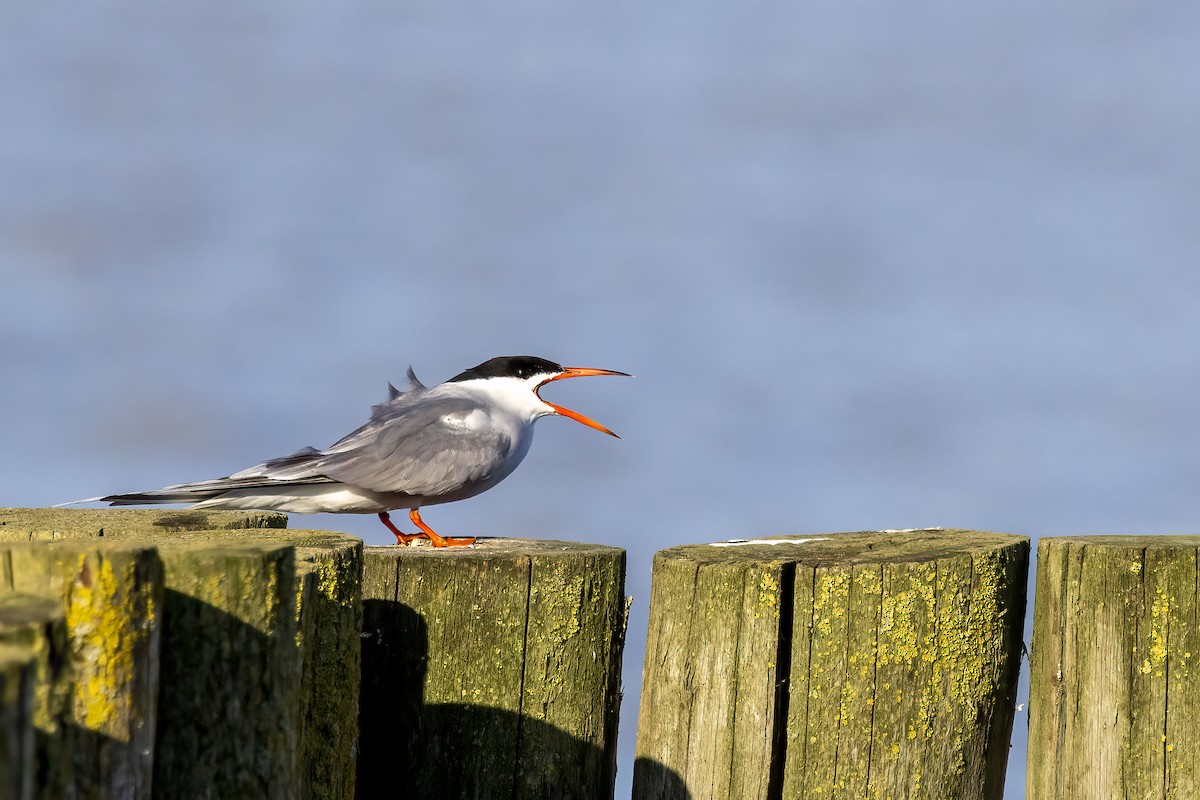 Common Tern - ML618414764