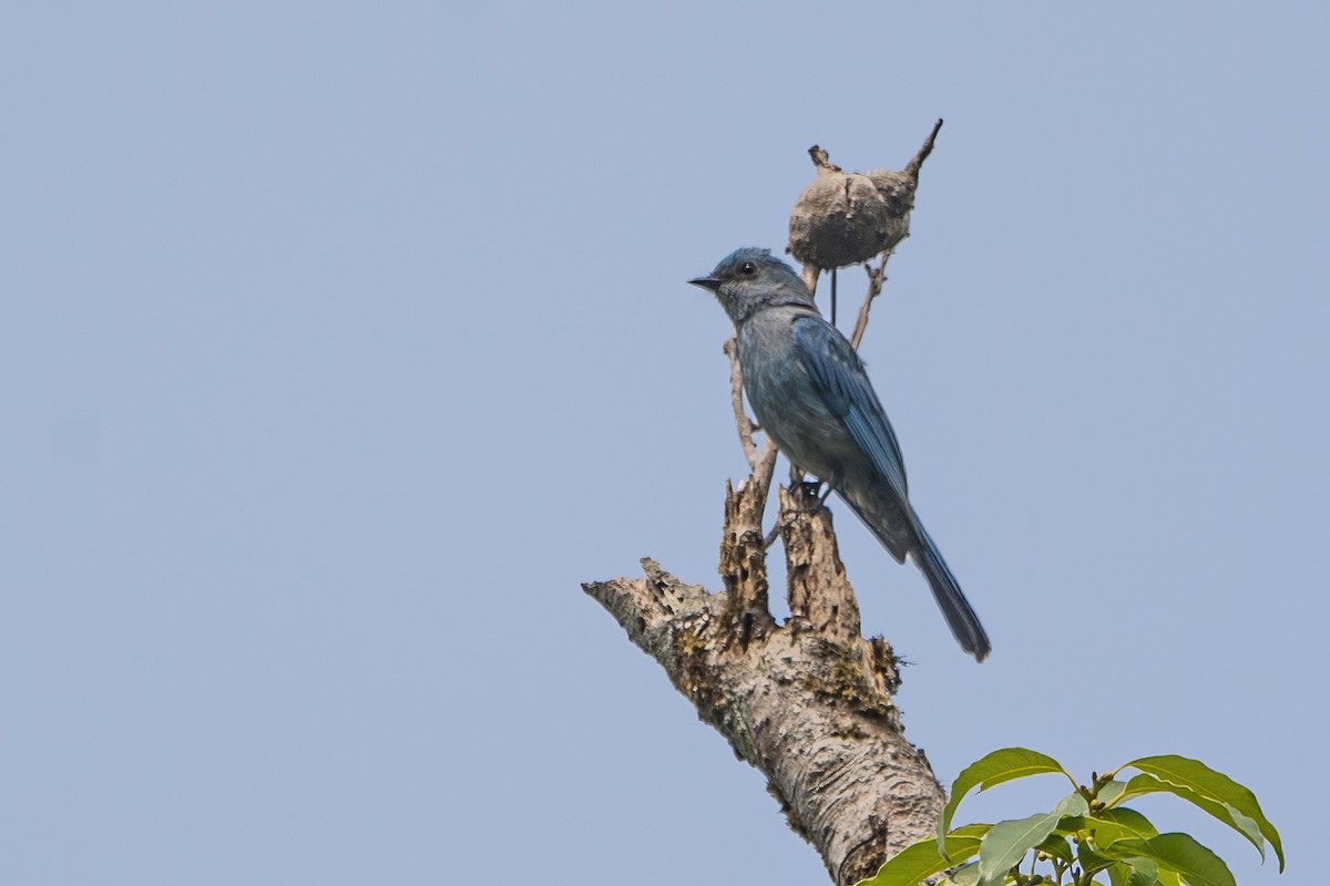 Pale Blue Flycatcher - Ngoc Sam Thuong Dang