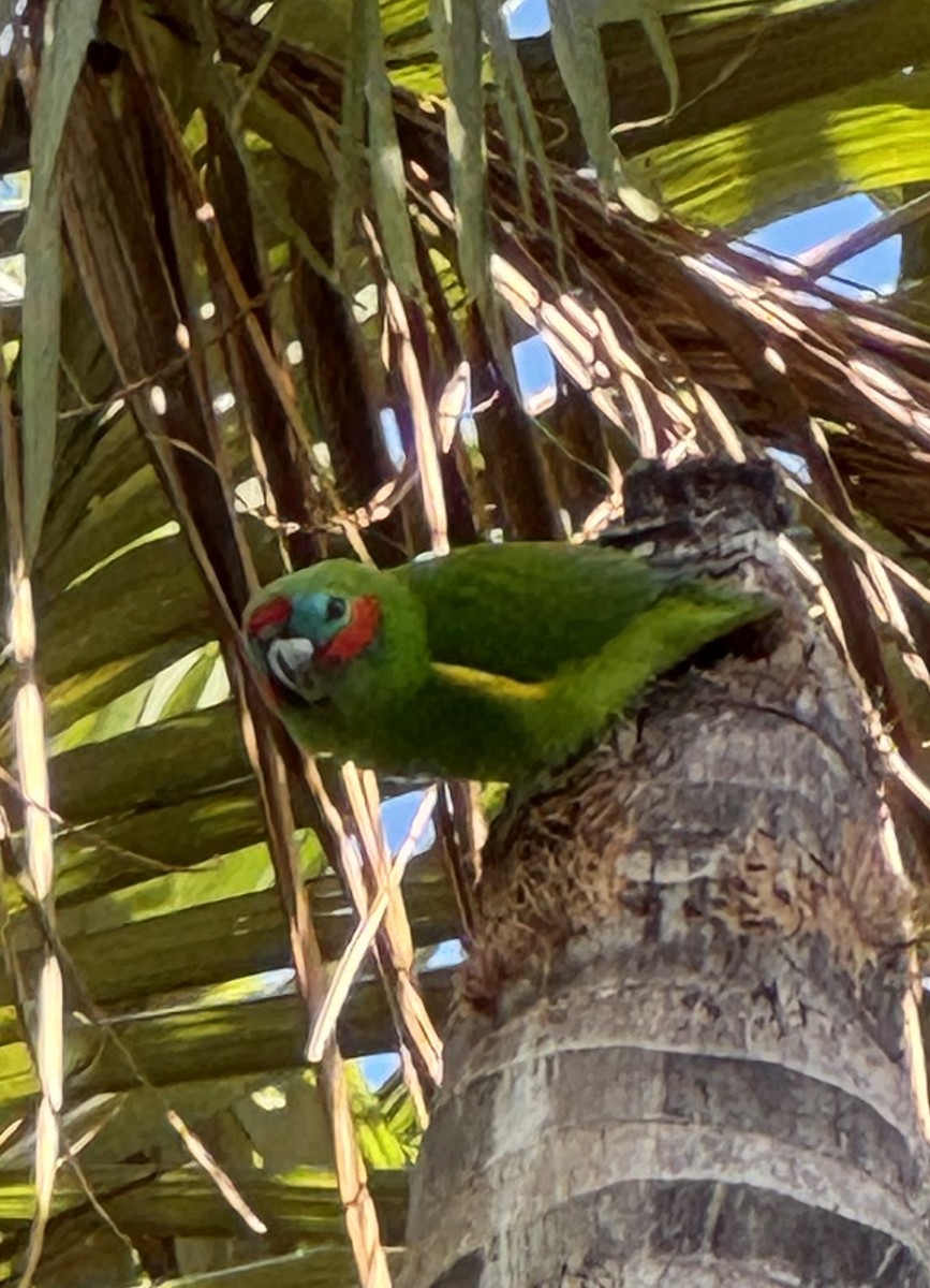 Double-eyed Fig-Parrot - ML618414795