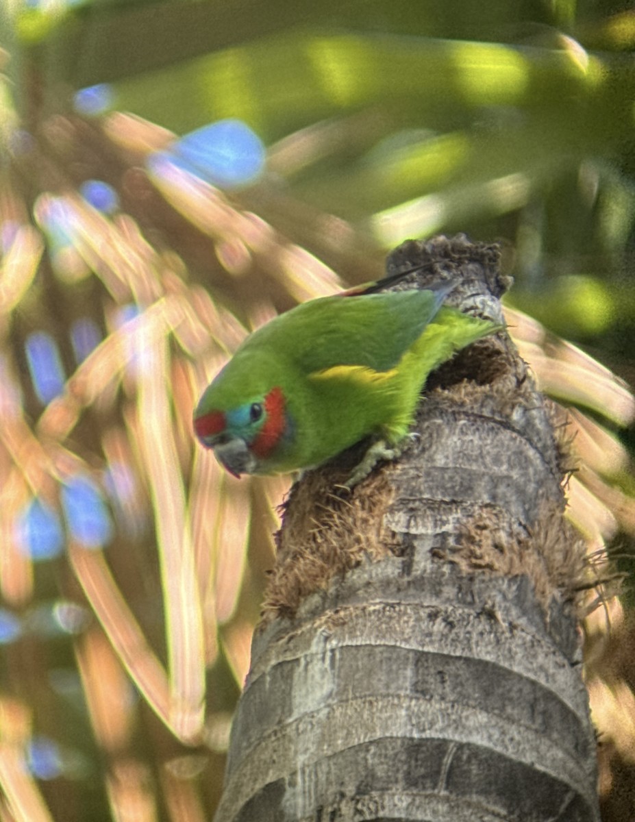 Double-eyed Fig-Parrot - ML618414797