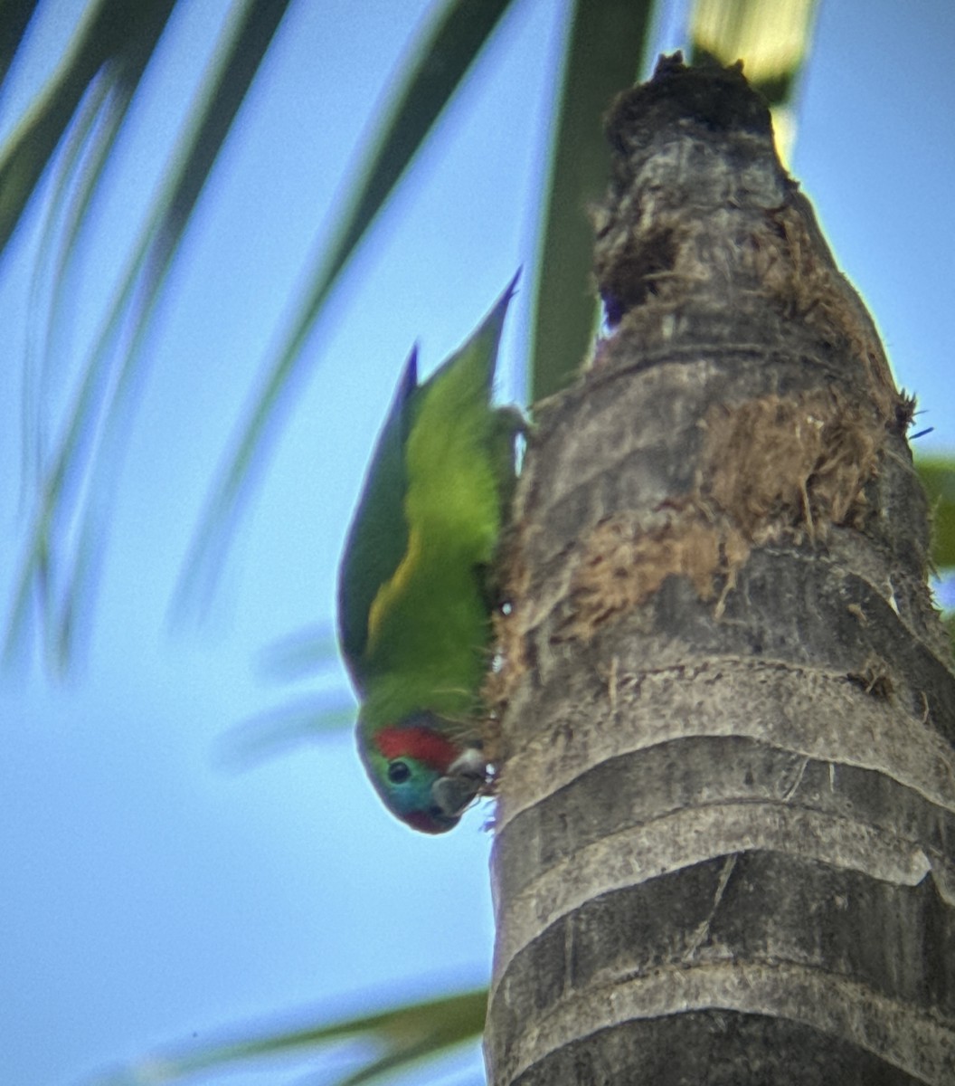 Double-eyed Fig-Parrot - ML618414798