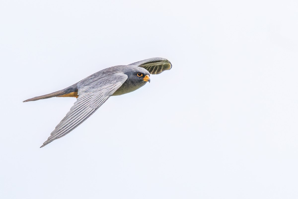 Red-footed Falcon - ML618414825