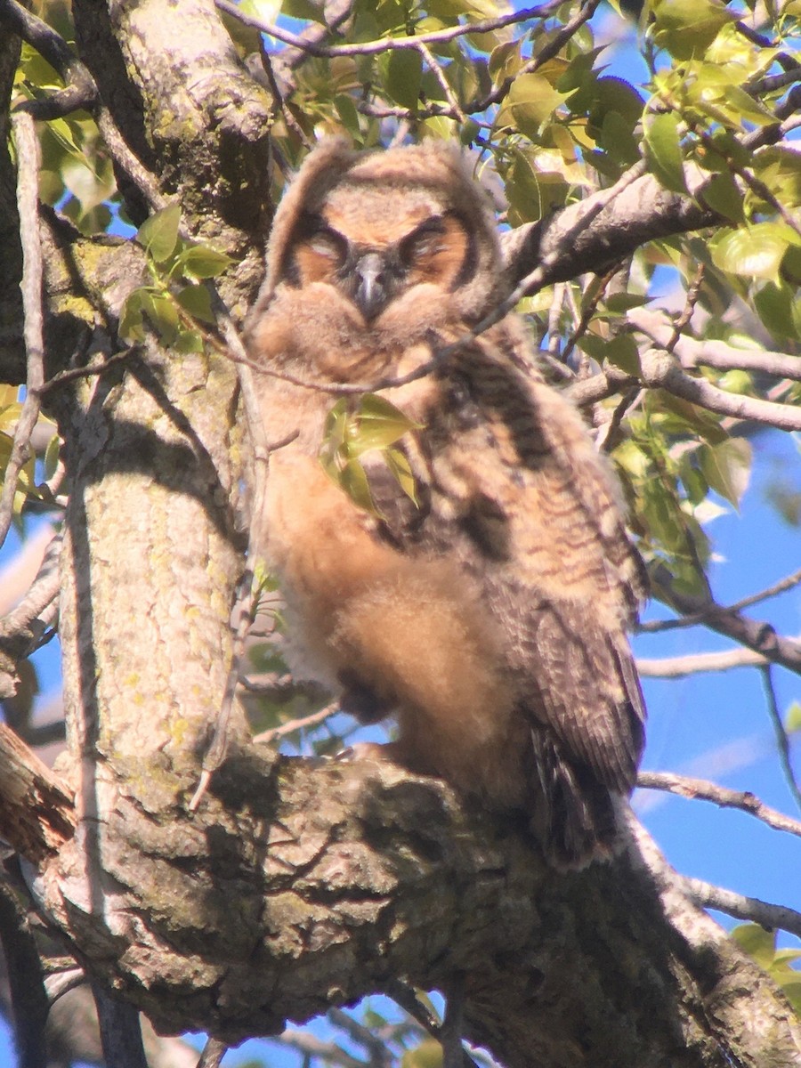 Great Horned Owl - ML618414834
