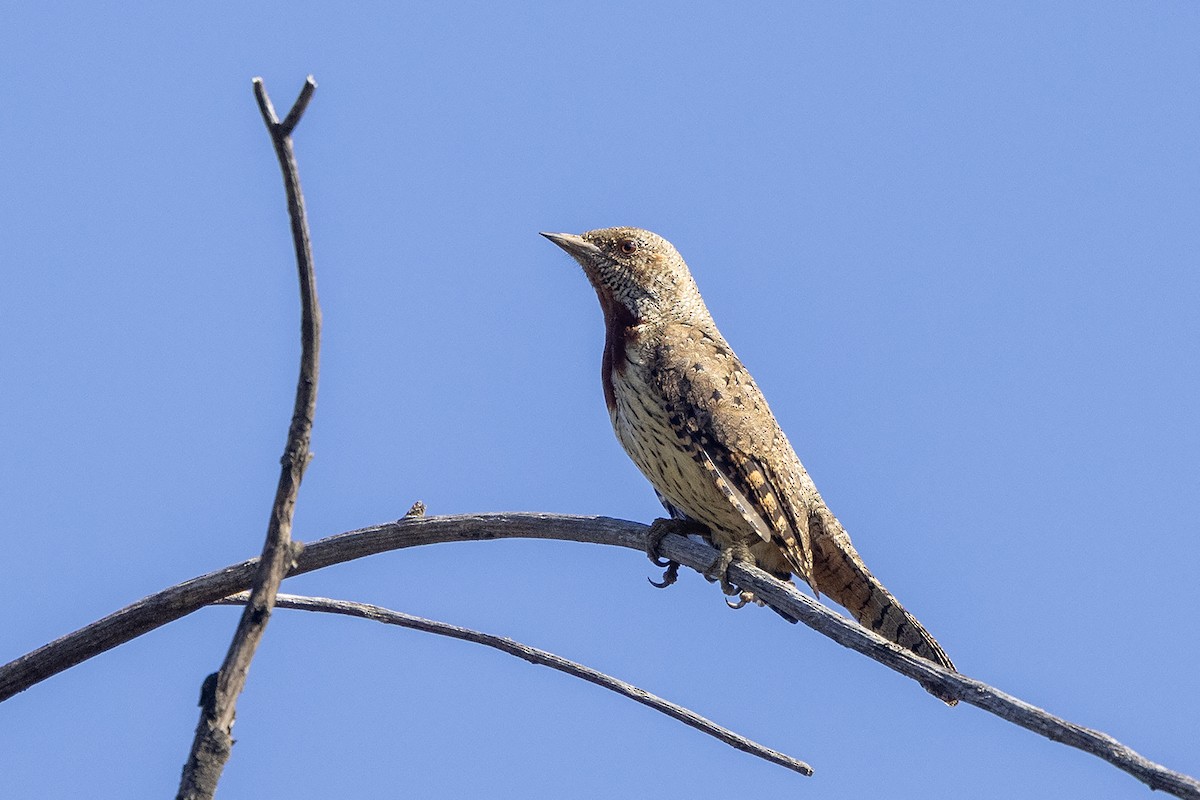 Rufous-necked Wryneck (Rufous-necked) - Niall D Perrins