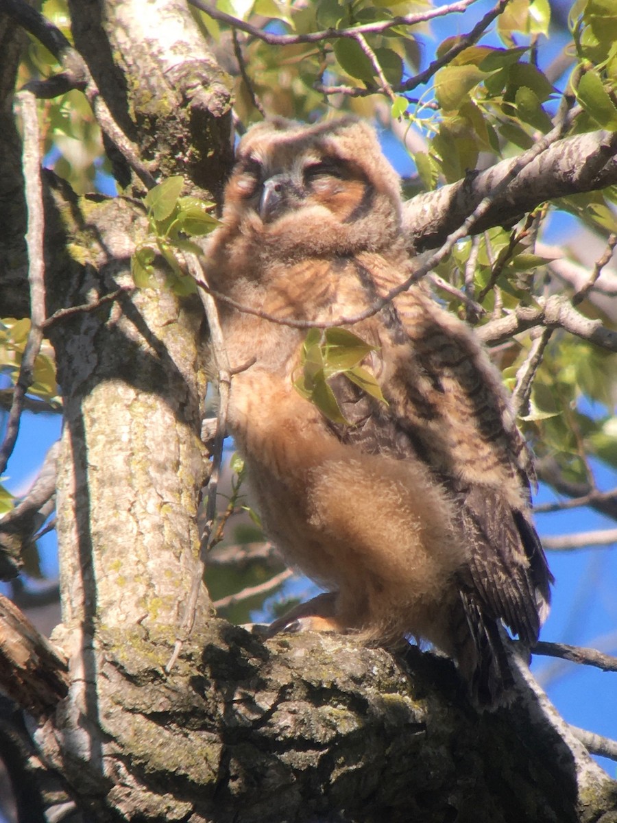 Great Horned Owl - ML618414841